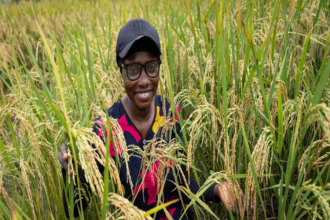 L’Afrique de l’Ouest importe pour plus de 3,5 milliards de dollars de riz, une denrée quotidienne pour des millions de personnes