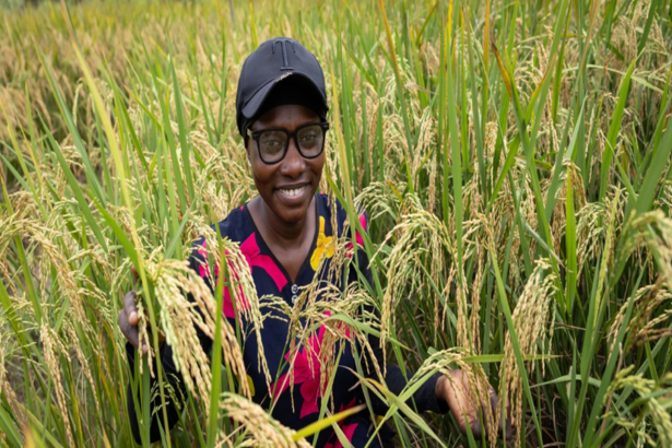 L’Afrique de l’Ouest importe pour plus de 3,5 milliards de dollars de riz, une denrée quotidienne pour des millions de personnes