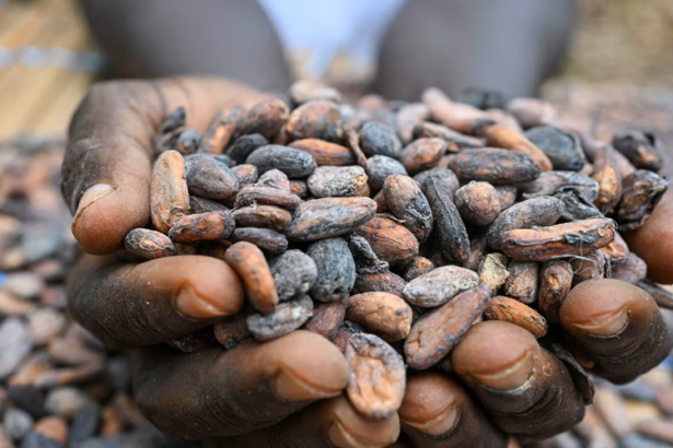 cacao ivoirien