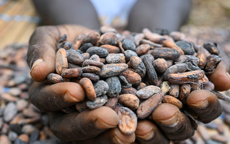 cacao ivoirien