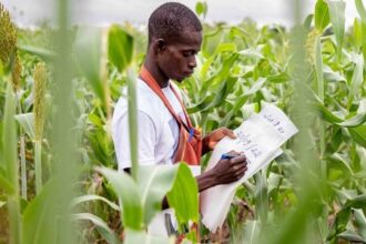 recherche agricole en Afrique