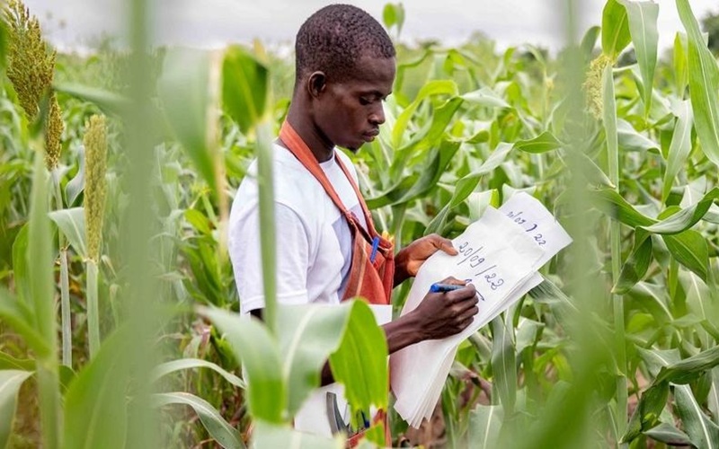 recherche agricole en Afrique
