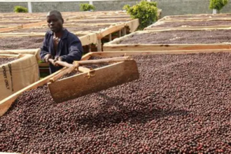 Café en Ouganda