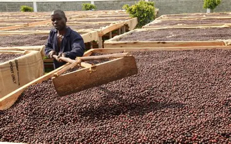 Café en Ouganda