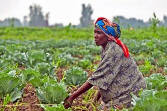 agriculture résiliente Côte d’Ivoire