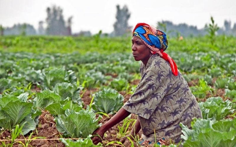 agriculture résiliente Côte d’Ivoire
