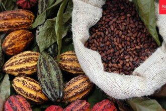 cacao africain
