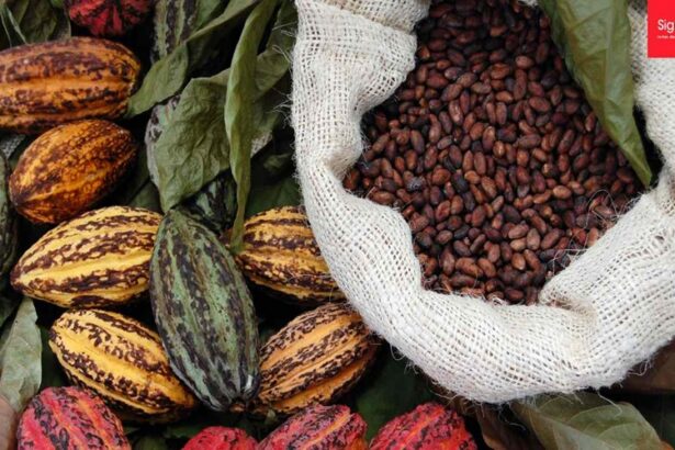 cacao africain