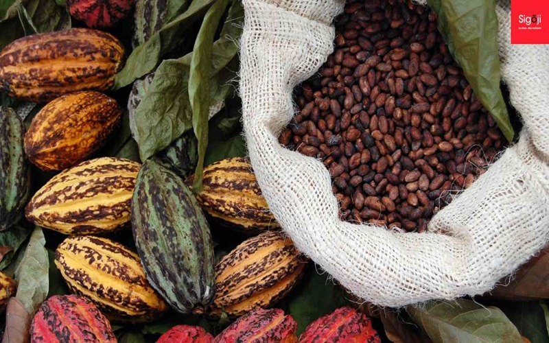 cacao africain