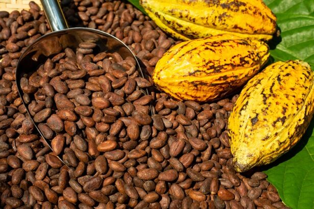 cacao ivoirien