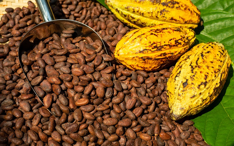 cacao ivoirien