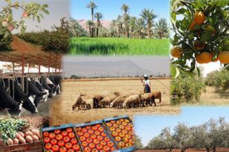 Agriculture au Maroc