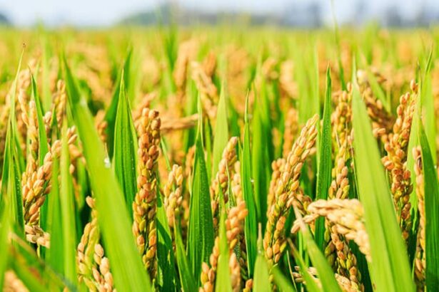 variétés de riz