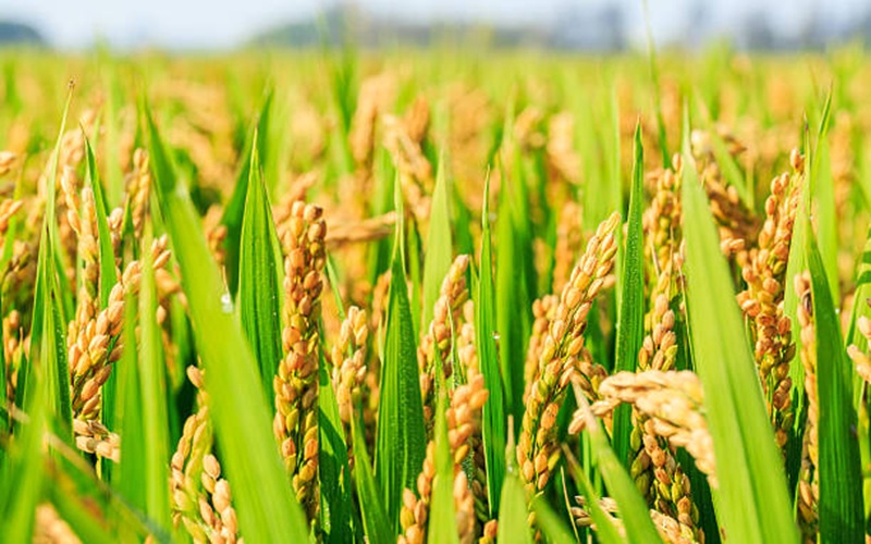 variétés de riz